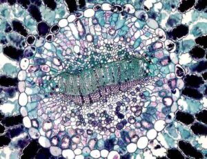 Photo au microscope d'une cellule pour illustrer son rôle dans l'hyperventilation. 