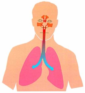 Shéma re présentant le passage du flux de NO des cavités nasales aux poumons. 
